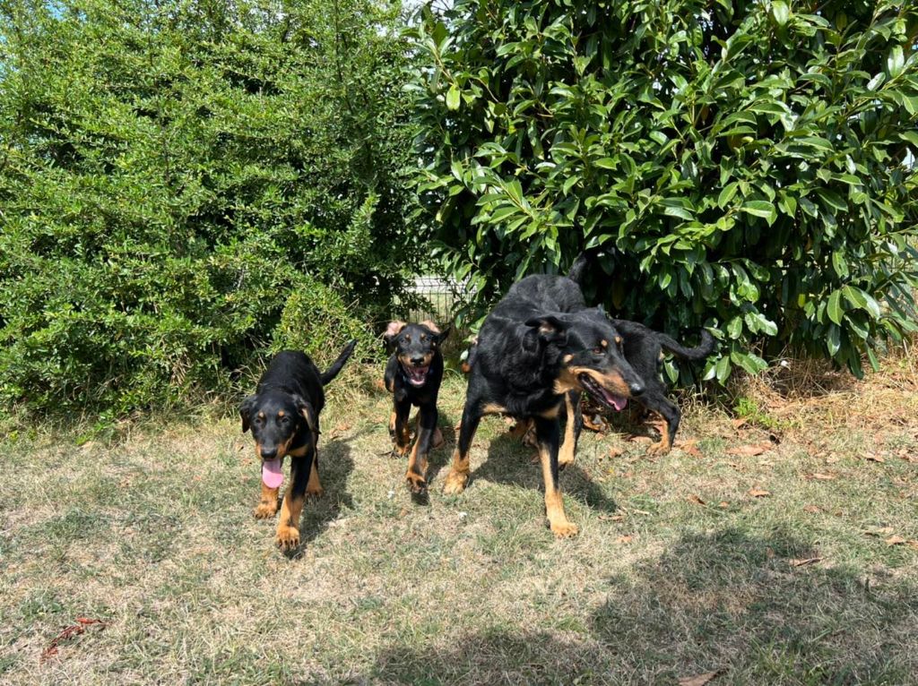 chiot Berger de Beauce Du Jardin D'idylle