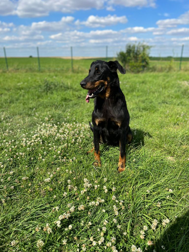 O'bérézina Du Jardin D'idylle