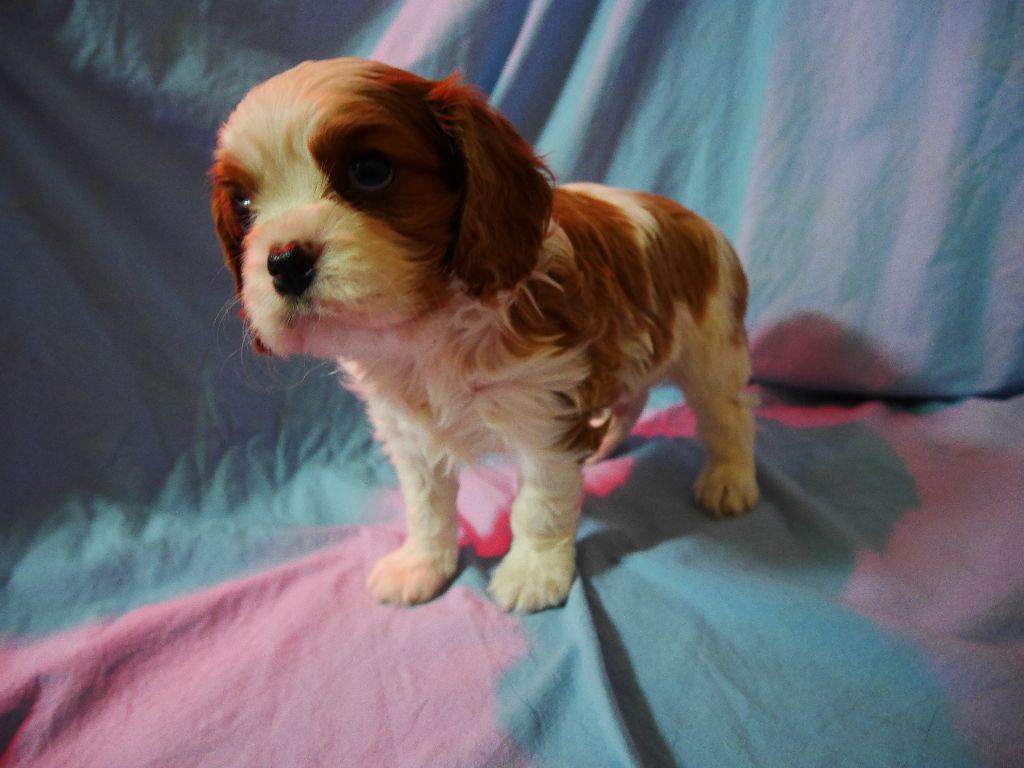 Naissance chiots cavalier king charles 