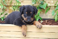 CHIOT