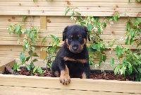 CHIOT